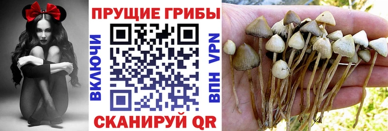 Галлюциногенные грибы Cubensis  Дрезна 